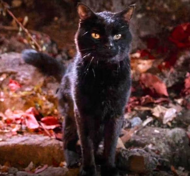 Thackery Binx